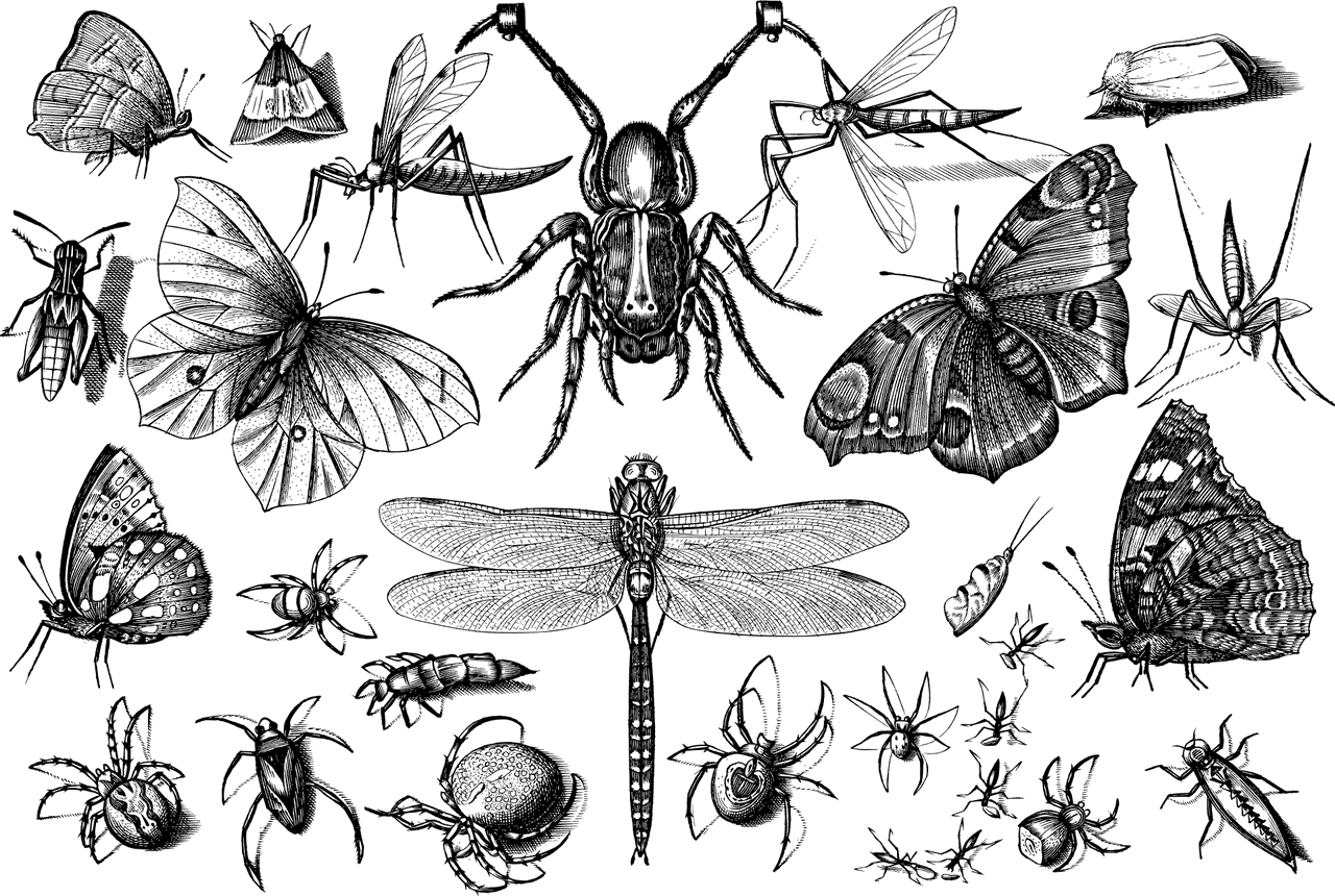 חיות
